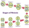 Meiosis Quiz questions & answers for quizzes and tests - Quizizz